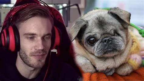 maya pug|pewdiepie dogs names.